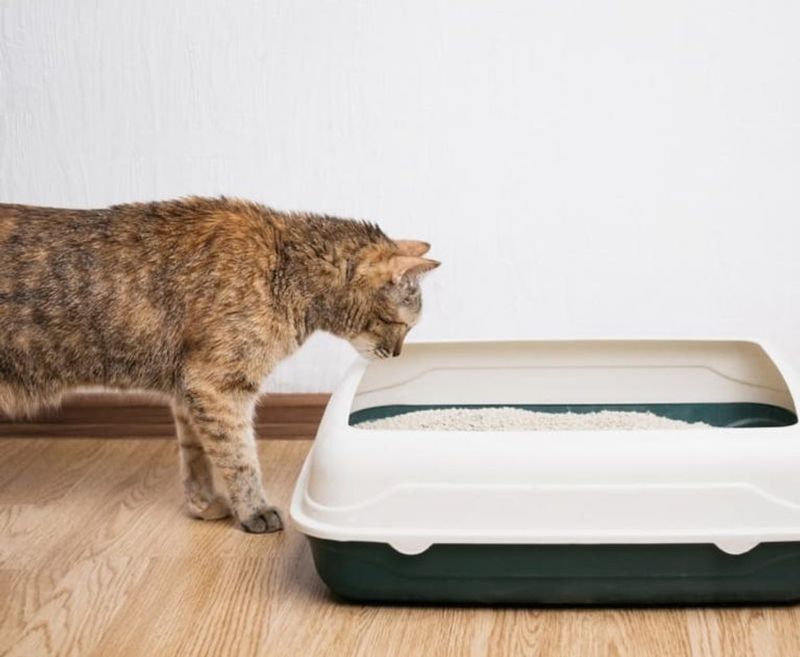 Choose the Right Litter Box and Litter