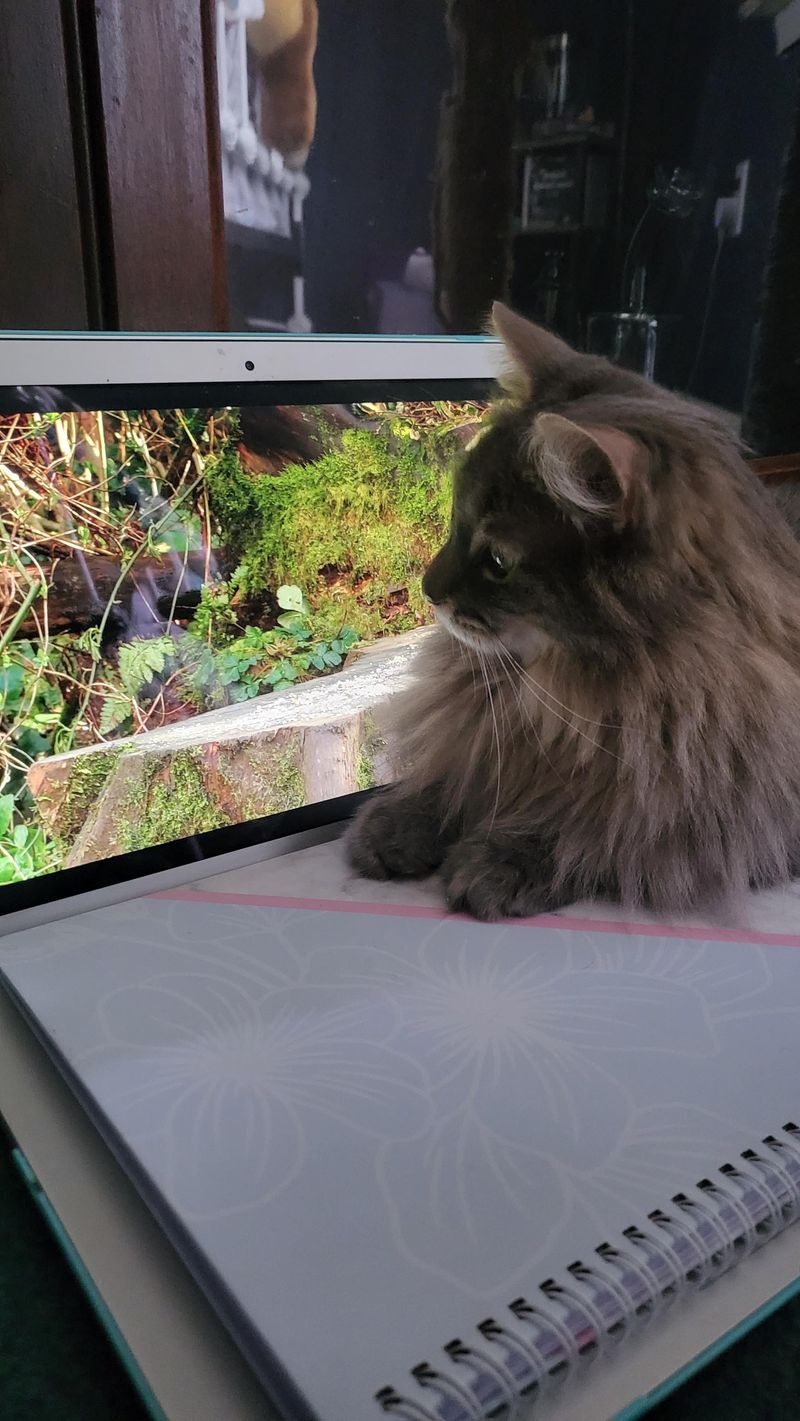 Choosing Cat-Friendly Programs