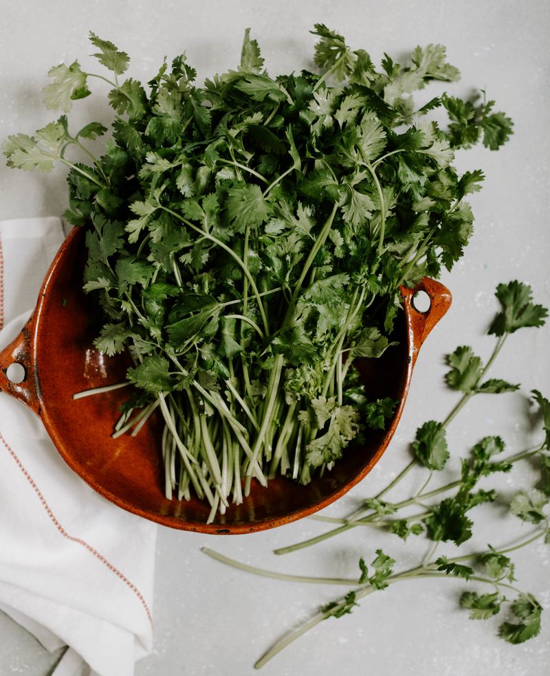 Cilantro