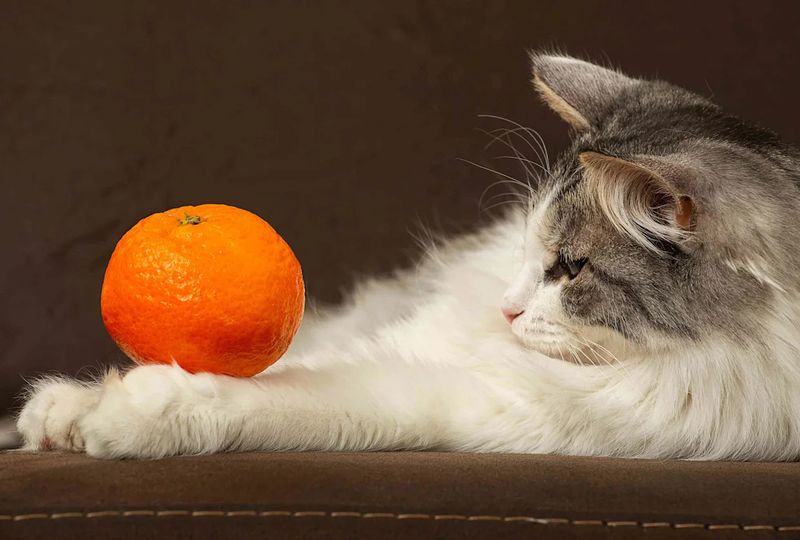 Citrus Fruits