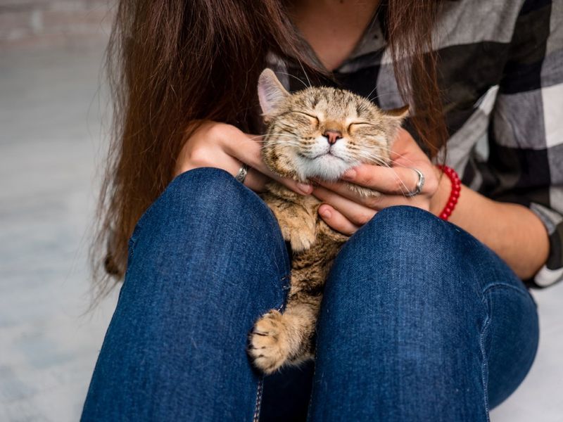 Claiming Your Lap as Territory