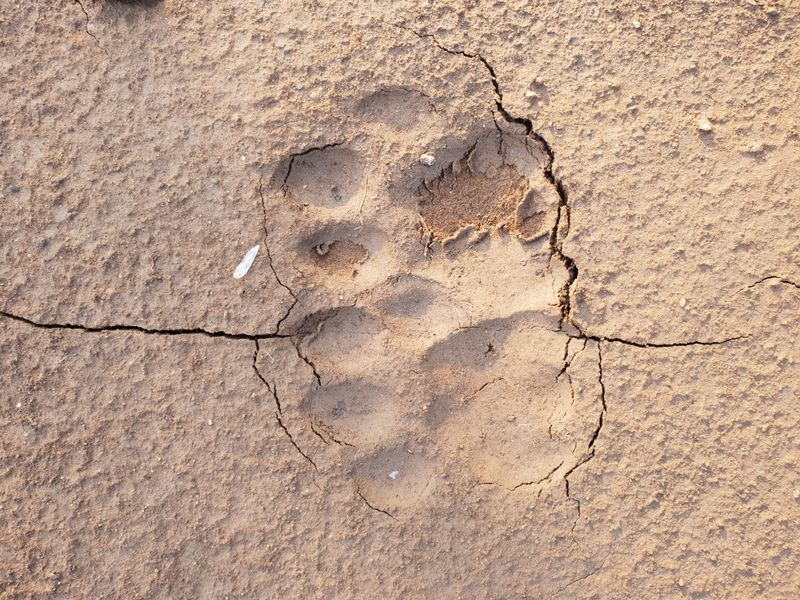 Claw Marks Presence
