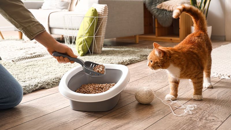 Clean Their Litter Box Thoroughly