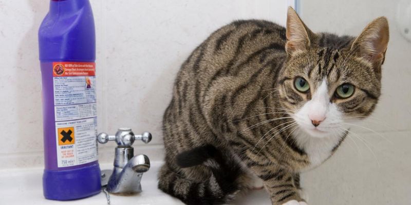 Cleaning Products With Strong Scents