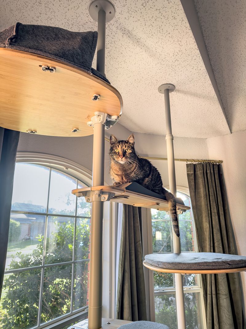 Climbing Curtains or Shelves