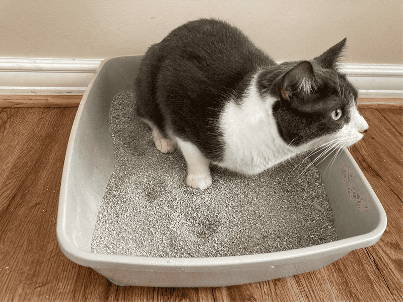 Clumping Litter is Harmful