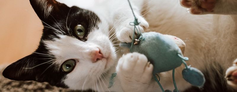 Cognitive Dysfunction (Feline Dementia)