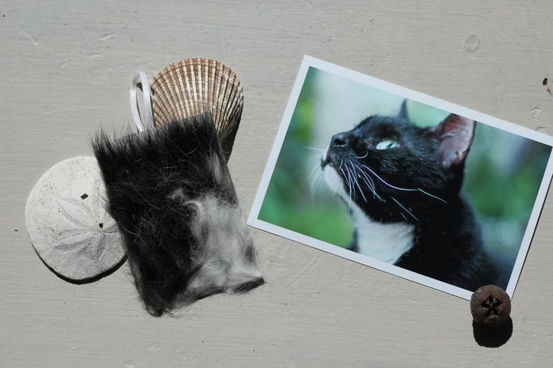 Collect Fur Clippings for Memory Items