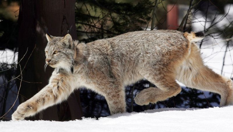 Colorado's Reintroduction Success