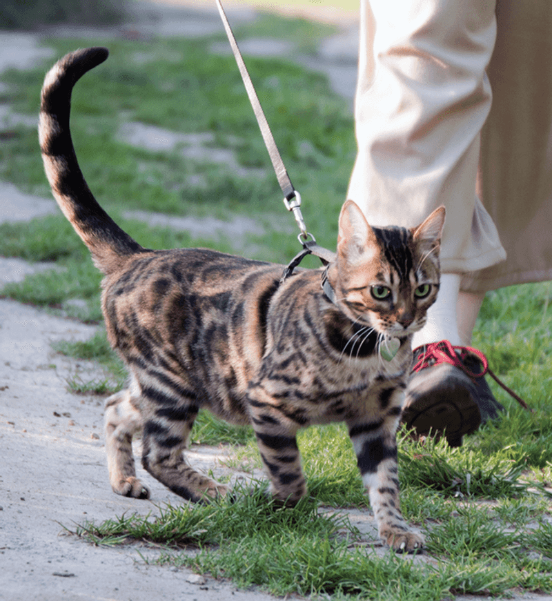 Comfortable on Leash Walks