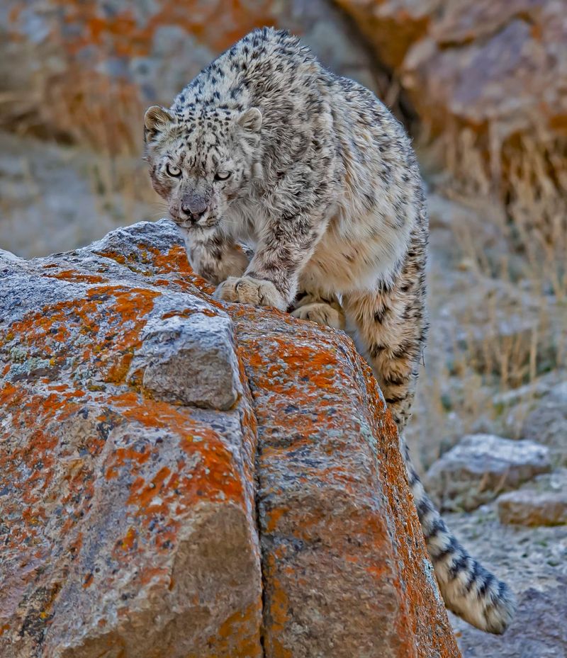 Community-Based Conservation