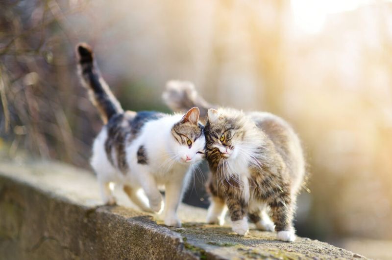 Companion Pet