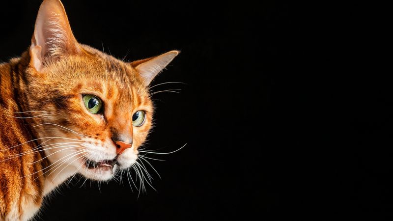 Comparative Behavior in Other Animals