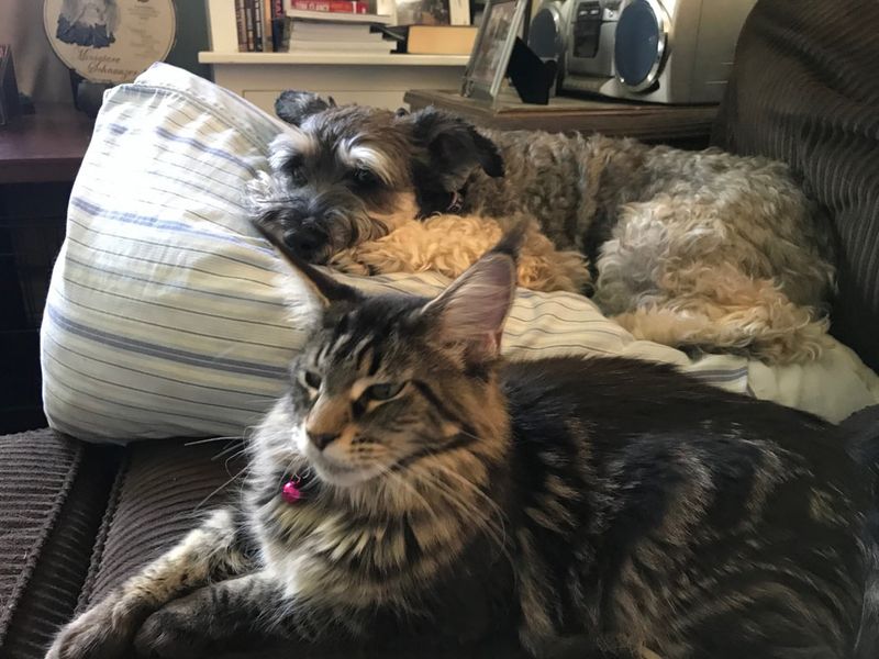 Compatibility with Other Pets