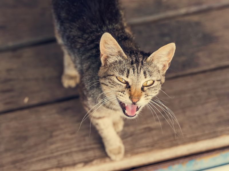 Compulsive Behaviors Like Tail-Chasing or Pacing