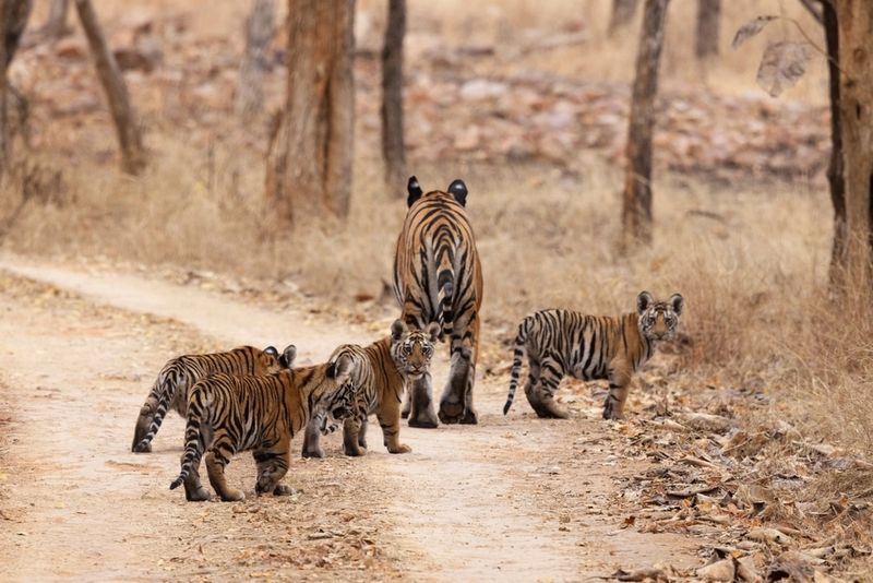 Conservation Challenges