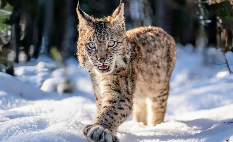 Conservation Challenges