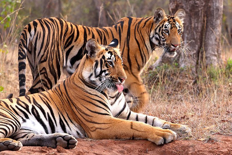 Conservation Efforts