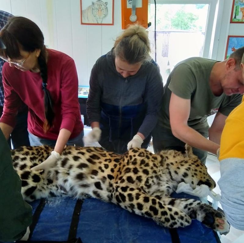 Conservation Efforts