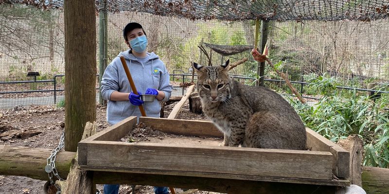Conservation Efforts for Bobcats