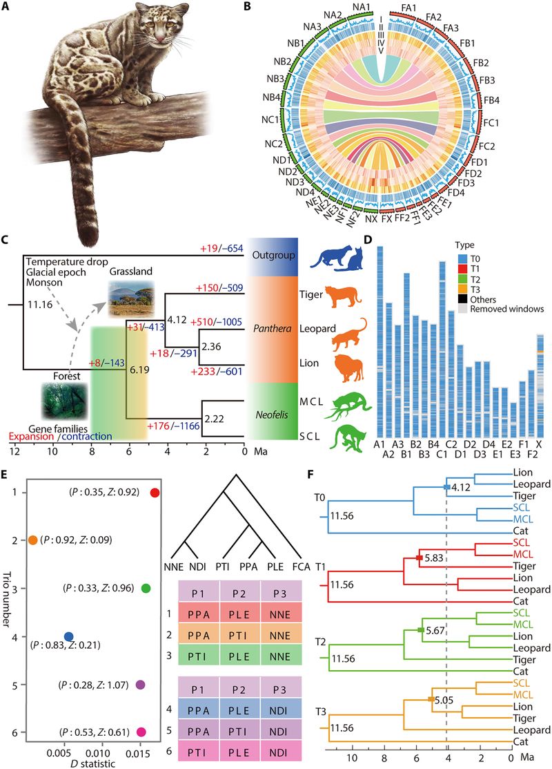 Conservation Genetics