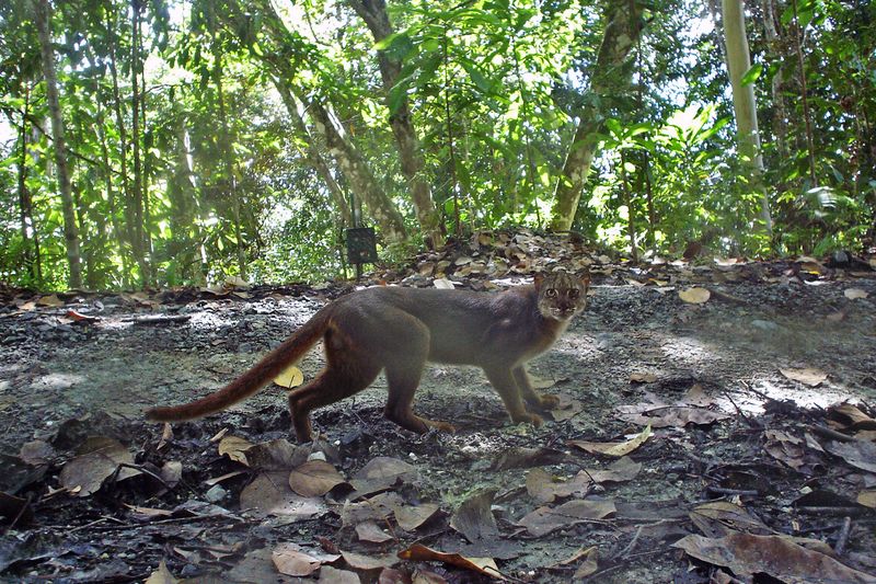 Conservation Heroes Fighting for Survival