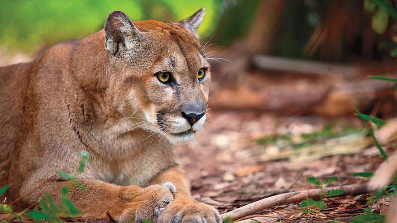 Conservation Status