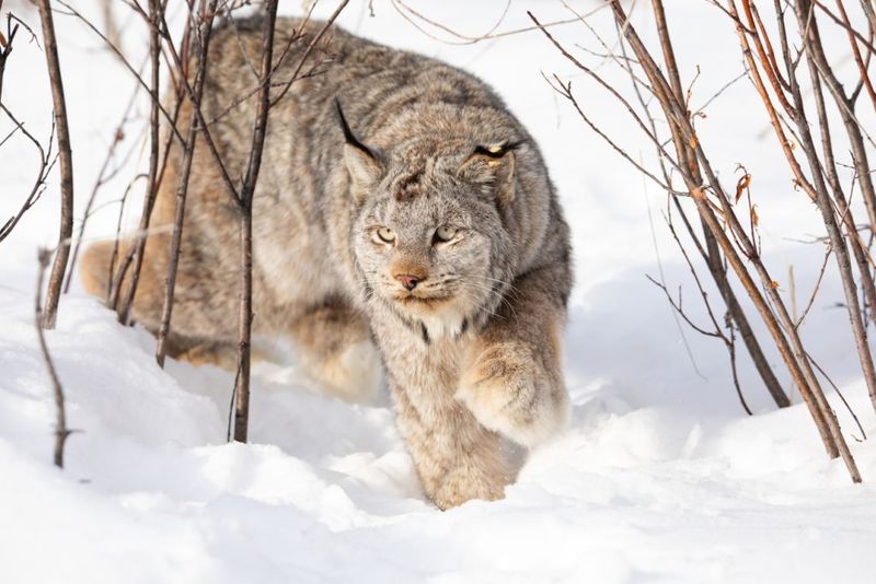 Conservation Status Comeback