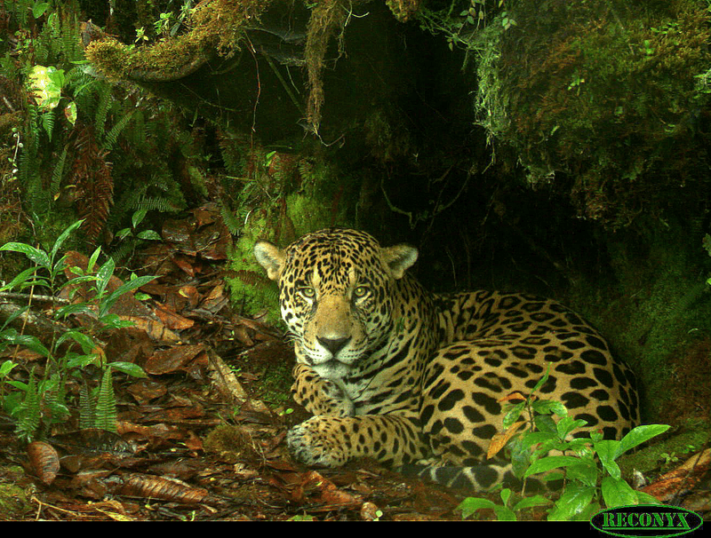 Conservation Status