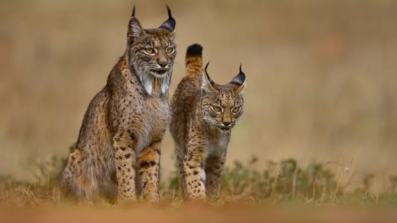 Conservation Success Stories