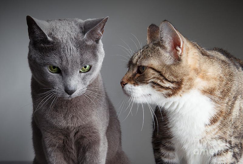 Consideration 5: Integration with Other Pets