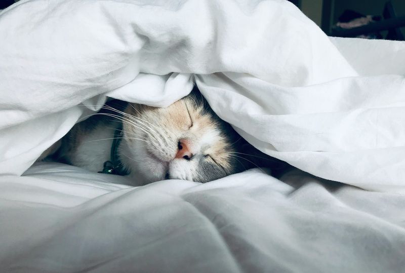 Consistent Sleep Environment