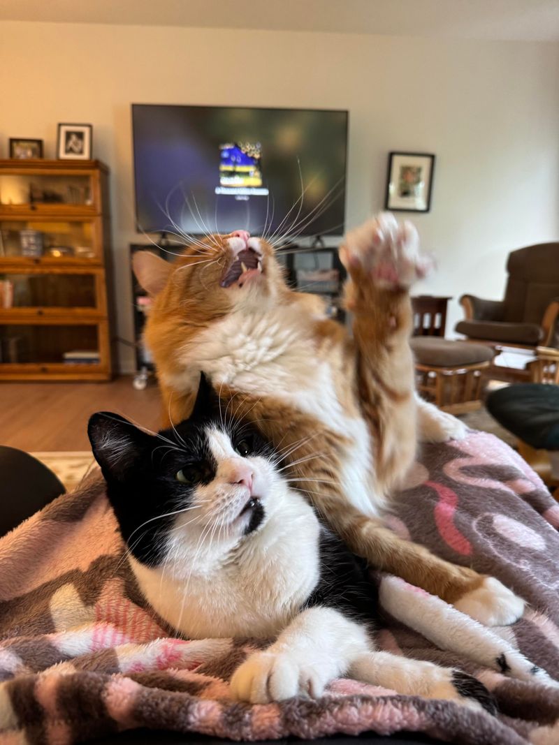 Constant Entertainment