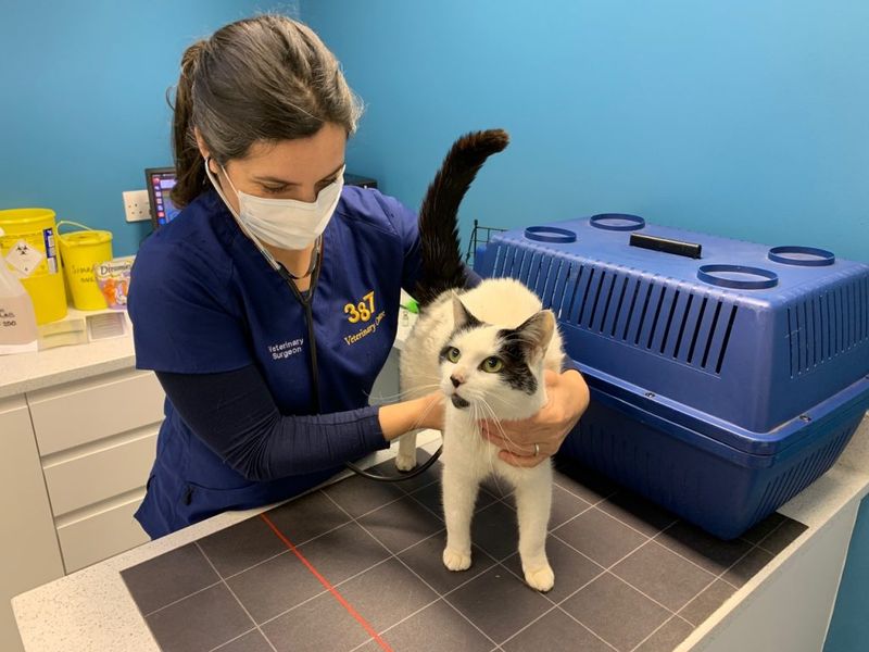 Consult a Veterinarian