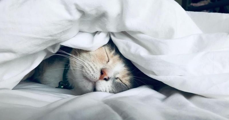 Contentment