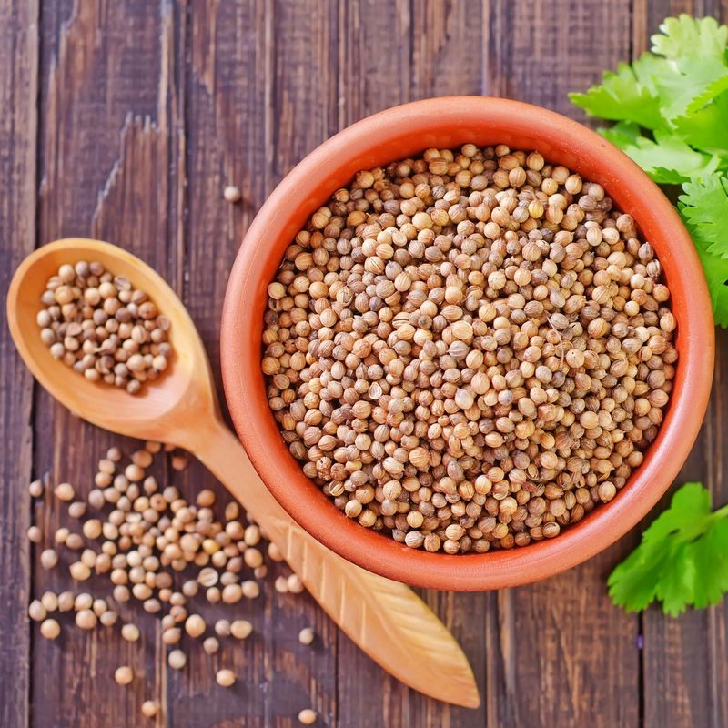 Coriander