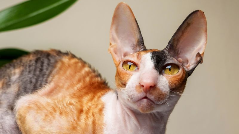 Cornish Rex