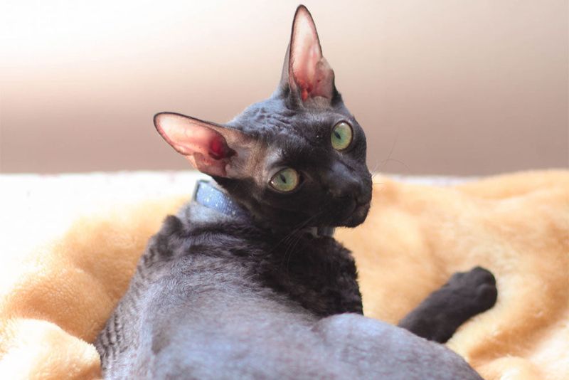 Cornish Rex
