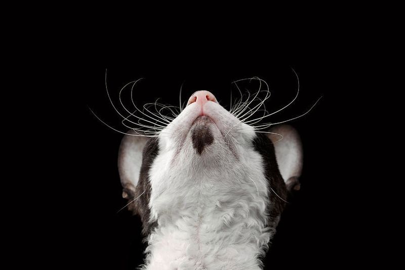 Cornish Rex