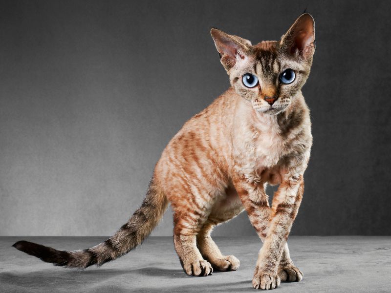 Cornish Rex