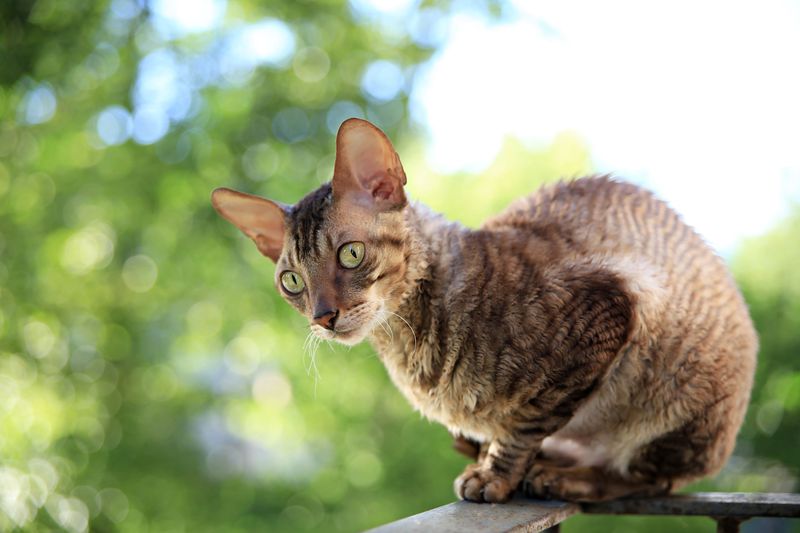 Cornish Rex