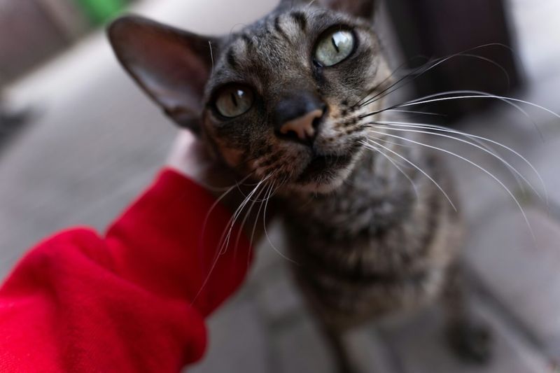 Cornish Rex