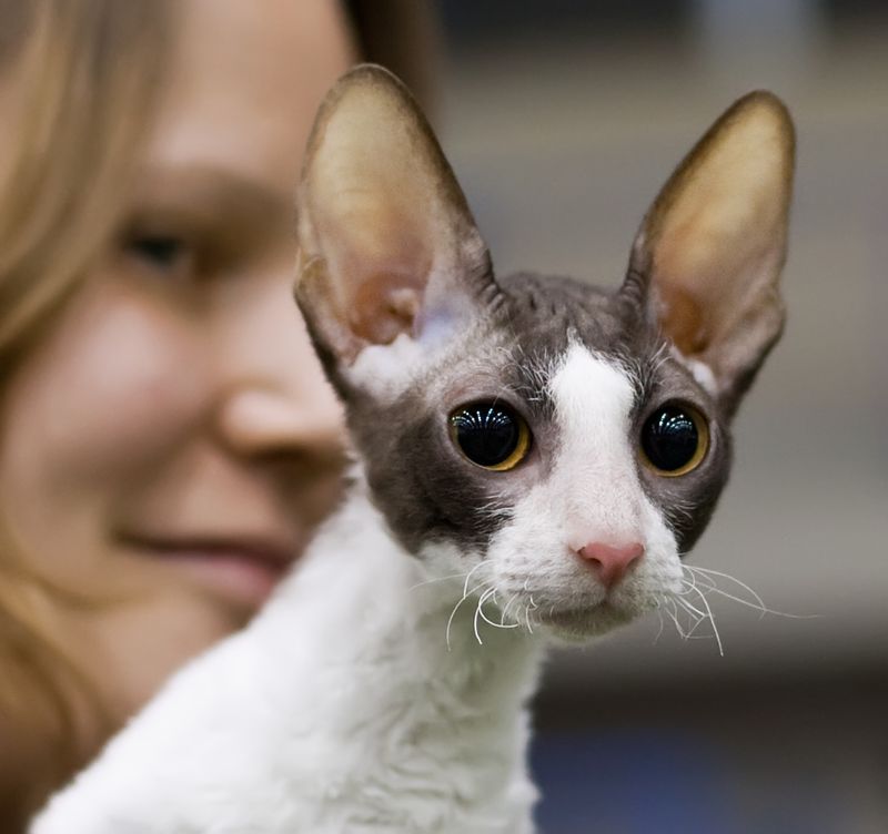 Cornish Rex