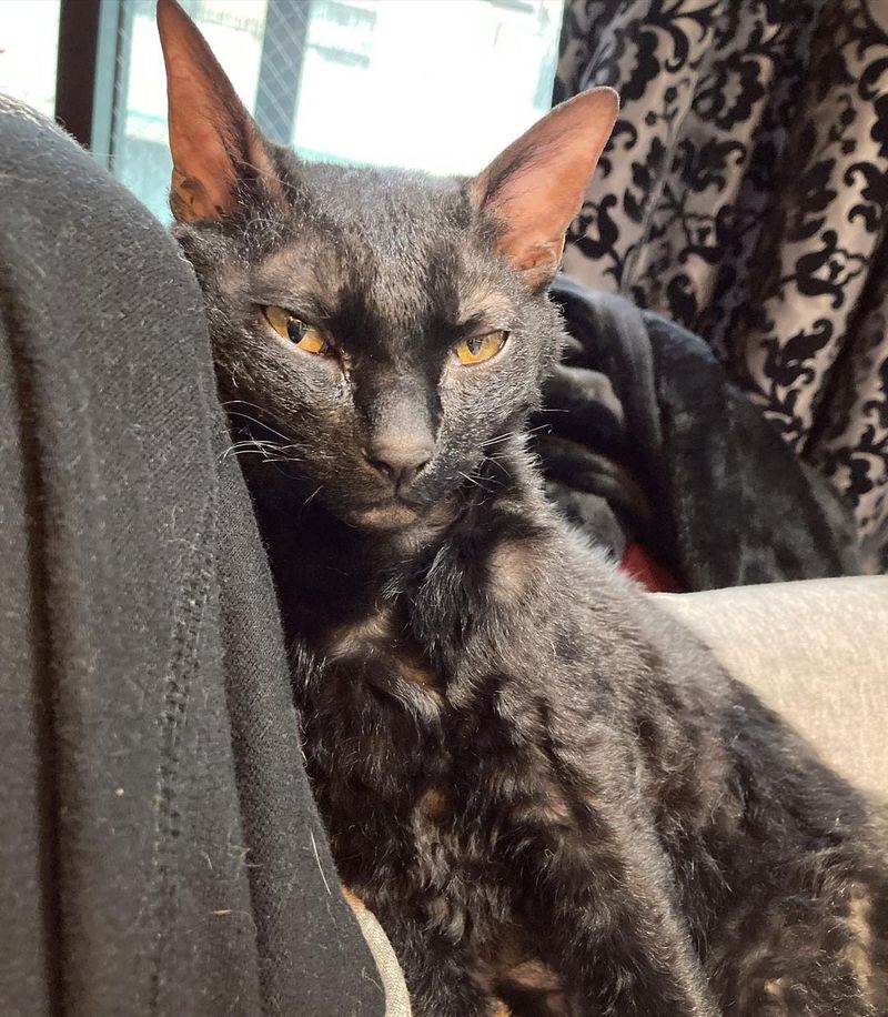 Cornish Rex