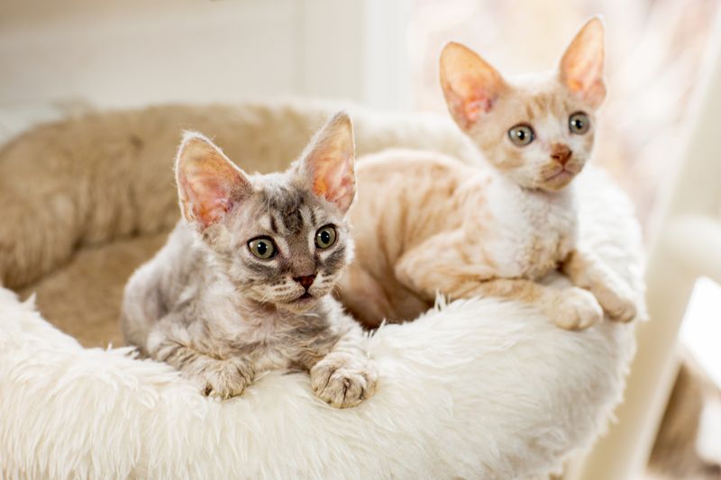 Cornish Rex