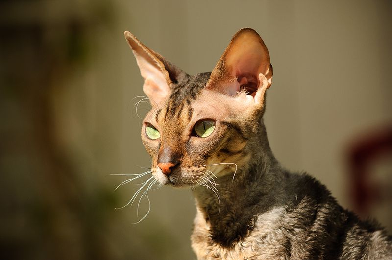 Cornish Rex