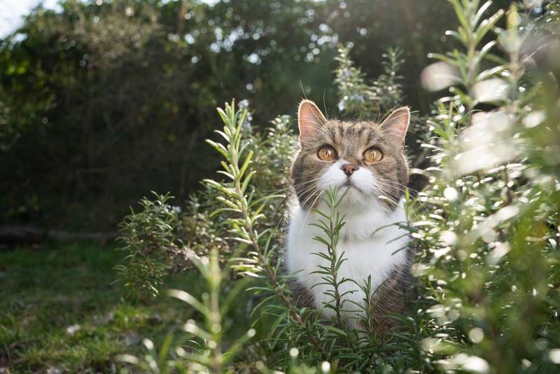 Cosmic Catnip Gardens