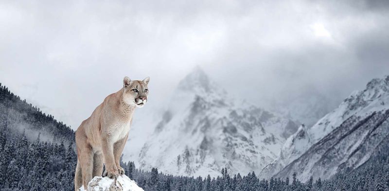 Cougar (*Puma concolor*)