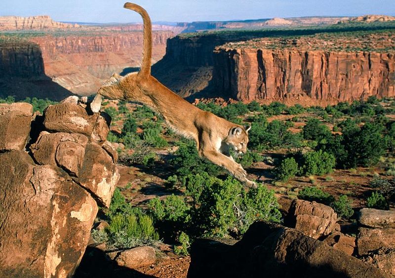 Cougar