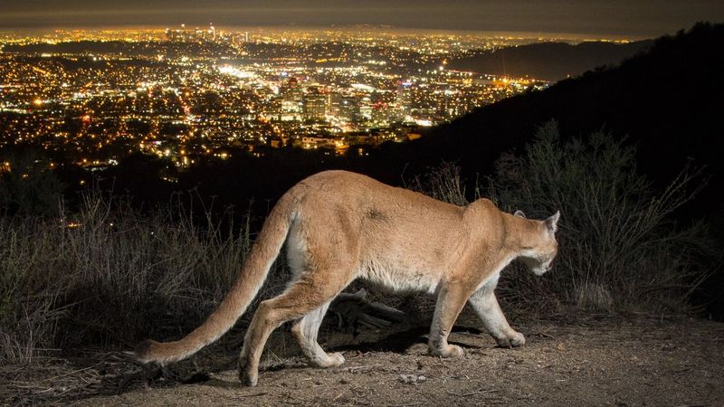 Cougars' Adaptation to Urban Environments